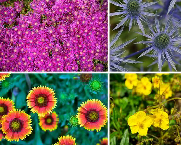 These plants will all thrive in sandy soil.