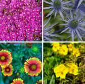 These plants will all thrive in sandy soil.