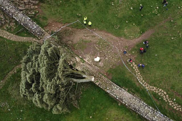An aerial view showing the felled sycamore, which landed on Hadrian's Wall, causing some damage (Picture:  Oli Scarff)