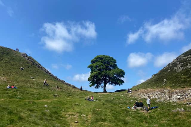 The famous Sycamore Gap tree on Hadrian's Wall near Hexham in northern England before it was cut down in an act of mindless vandalism (Picture: Oli Scarff)