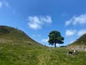 The famous Sycamore Gap tree on Hadrian's Wall near Hexham in northern England before it was cut down in an act of mindless vandalism (Picture: Oli Scarff)