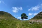 The famous Sycamore Gap tree on Hadrian's Wall near Hexham in northern England before it was cut down in an act of mindless vandalism (Picture: Oli Scarff)
