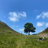 The famous Sycamore Gap tree on Hadrian's Wall near Hexham in northern England before it was cut down in an act of mindless vandalism (Picture: Oli Scarff)