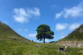 The famous Sycamore Gap tree on Hadrian's Wall near Hexham in northern England before it was cut down in an act of mindless vandalism (Picture: Oli Scarff)