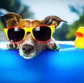 Summer can be a great time for dogs, but rising temperatures can cause problems.