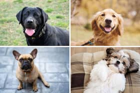 Dogs many of us dream of owning.