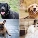Dogs many of us dream of owning.