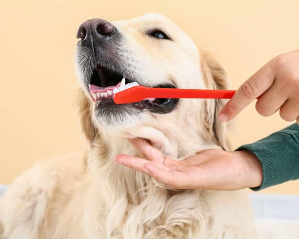 Many dog owners don't give enough attention to their pup's teeth.