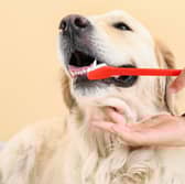 Many dog owners don't give enough attention to their pup's teeth.