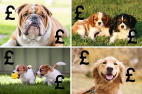The cost of puppies varies hugely according to their breed.