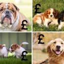 The cost of puppies varies hugely according to their breed.