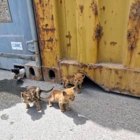 Four kittens were rescued by Royal Navy sailors in Bahrain after getting stuck under a shipping container. Pictured: he orphaned kittens emerge from their 'home' underneath shipping containers.