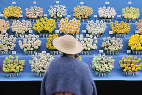 A visitor looks at a floral display during the preview day at the RHS Chelsea Flower show in London on May 19, 2025.