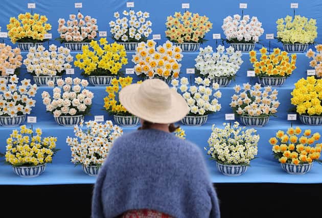 A visitor looks at a floral display during the preview day at the RHS Chelsea Flower show in London on May 19, 2025.