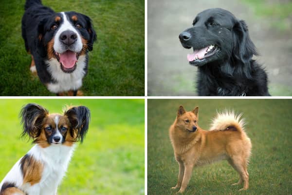 Different breeds of dog cost very different amounts of money to insure.