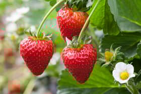 Angus Soft Fruits strawberries 