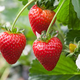 Angus Soft Fruits strawberries 