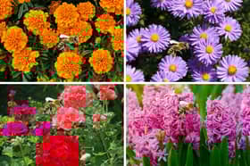 These plants are all tried and tested when it comes to attracting bees and other pollinators to your garden.