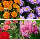 These plants are all tried and tested when it comes to attracting bees and other pollinators to your garden.