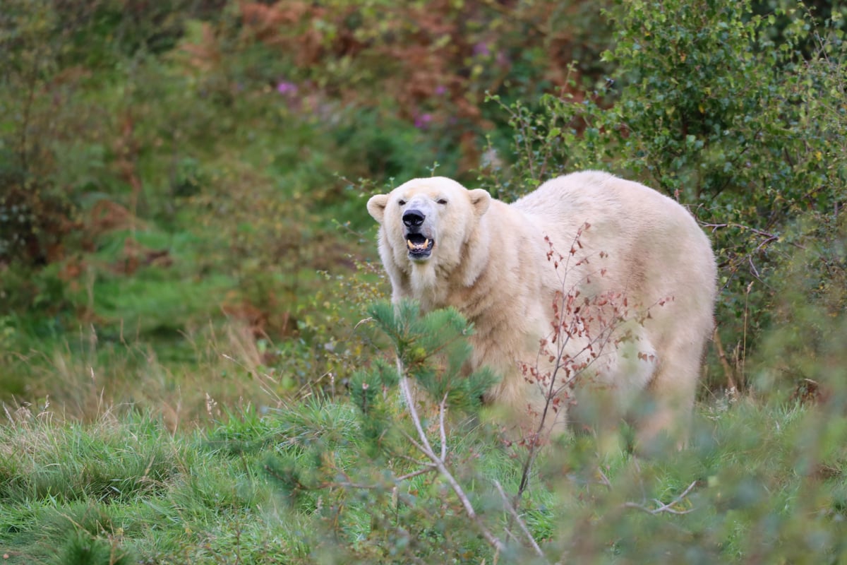 'Amazing' Highland Wildlife Park attraction and UK's oldest polar bear euthanised