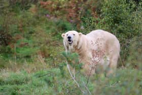 Victoria - the UK's oldest polar bear - has been euthanised