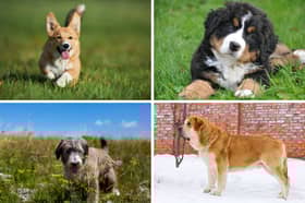 Four of the most expensive dogs to insure.