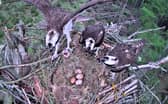 Three isn't a crowd for the osprey it seems 