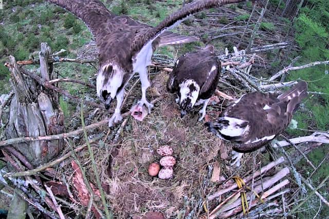 Young male delivering fish to feed his two ladies