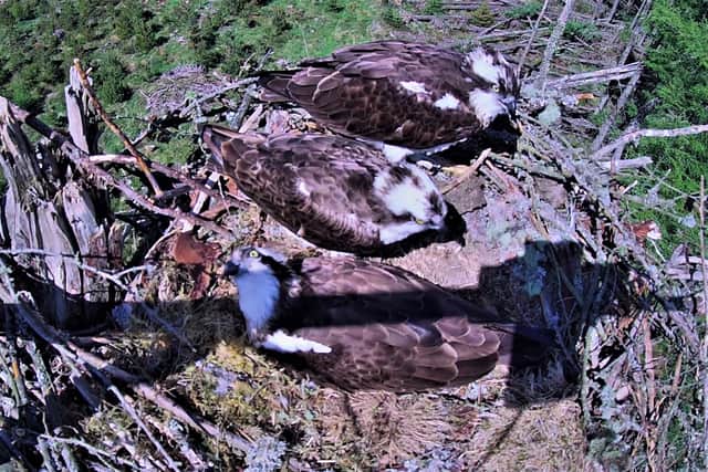 Three isn't a crowd when it comes to the osprey it seems
