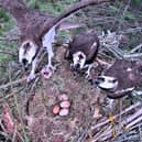Three ospreys are sharing the same nest in Scotland's Tweed Valley