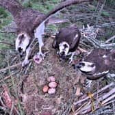 Three ospreys are sharing the same nest in Scotland's Tweed Valley