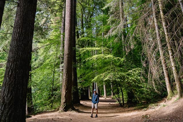 A forest section of the trail