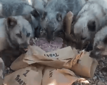 Arctic foxes share blood-lolly birthday treat