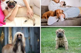 Four cuddly - and less cuddly - breeds of dog.