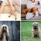 Four cuddly - and less cuddly - breeds of dog.