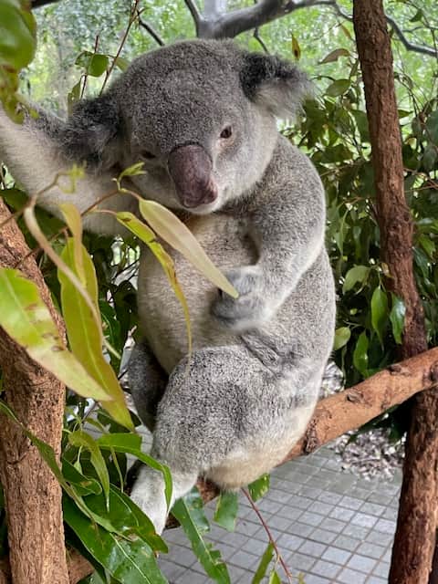 Milton the koala, who sleeps 20 hours a day at the Lone Pines animal sanctuary, Brisbane.