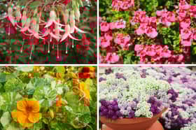 Some of the best flowering plants for hanging baskets.