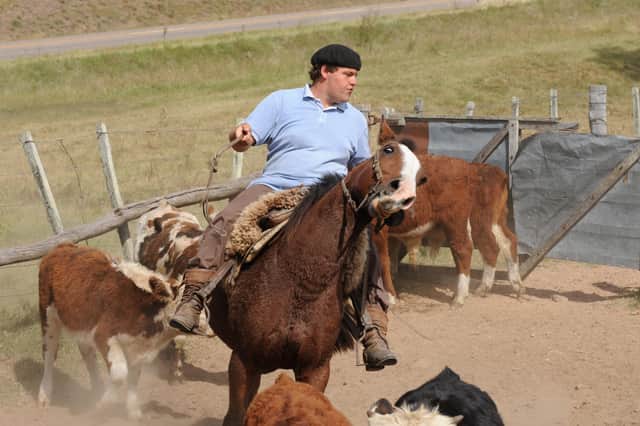 A gaucho moves cattle into a corral at a market near Melo in northwestern Uruguay. Beef from the country is now being sold by Asda in the UK (Picture: Panta Astiazaran)