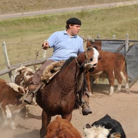 A gaucho moves cattle into a corral at a market near Melo in northwestern Uruguay. Beef from the country is now being sold by Asda in the UK (Picture: Panta Astiazaran)