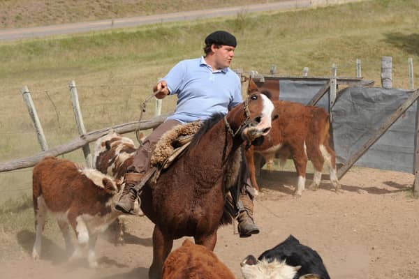 A gaucho moves cattle into a corral at a market near Melo in northwestern Uruguay. Beef from the country is now being sold by Asda in the UK (Picture: Panta Astiazaran)