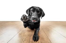Some dogs have webbed feet which help them carry out various tasks.