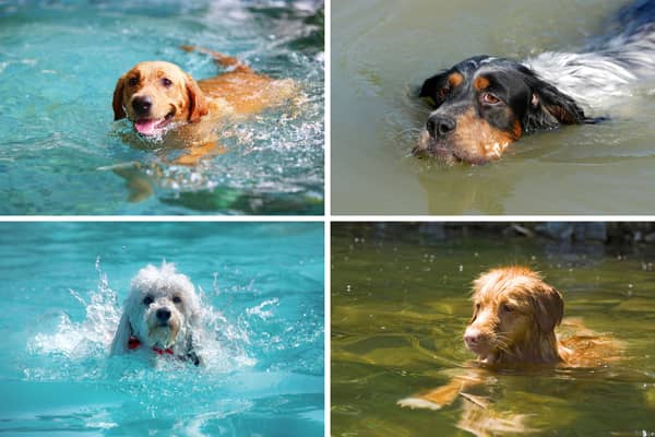 Many breeds of dog just love to swim.