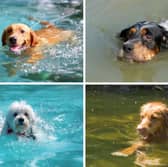 Many breeds of dog just love to swim.
