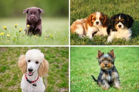 Four of the best breeds of adorable dog for first time owners.