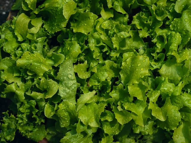 Lettuce water is once again growing in popularity on social media.