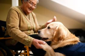 Some pups are naturals when it comes to being therapy dogs.