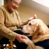 Some pups are naturals when it comes to being therapy dogs.