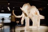 This life-sized 3D model of a mammoth is to feature in the new Giants exhibition.