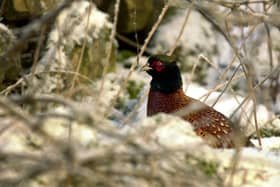 A pheasant in the wild in Scotland