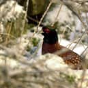 A pheasant in the wild in Scotland